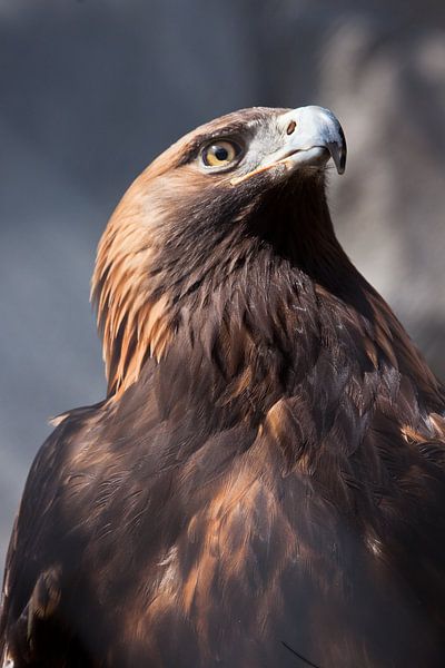 Fröhlich und gefährlich Adler Steinadler Nahaufnahme volles Gesicht, braune Feder Sonnenlicht von Michael Semenov