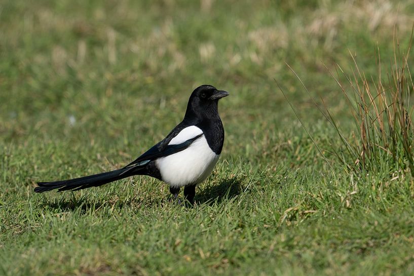 Magpie par Jan van Vreede