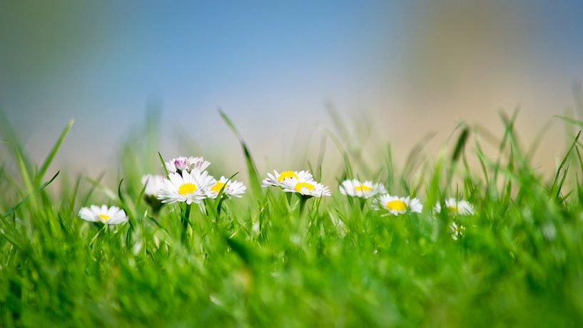 Marguerites  par Chantal Nederstigt