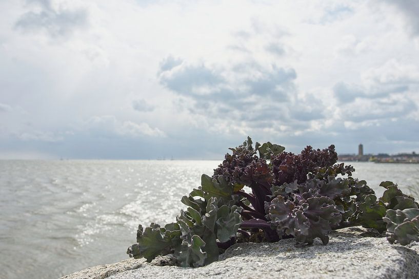 Zeekool par Albert Wester Terschelling Photography