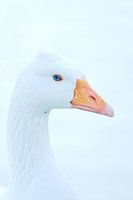  Close up of head goose (goosehead)