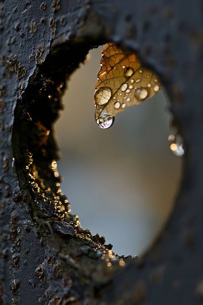 see-through by Imperial Art House