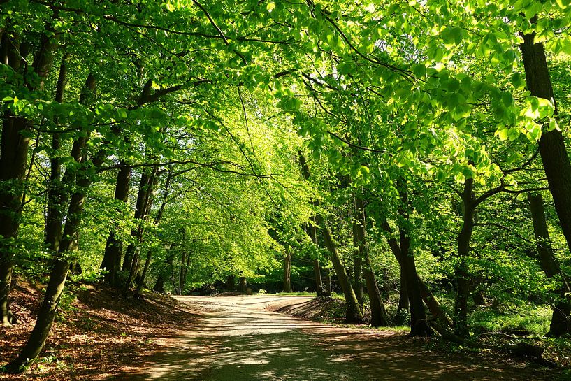 Blätterdach im Gegenlicht von Ostsee Bilder