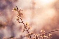 Soft Spring Blossom in Sunlight