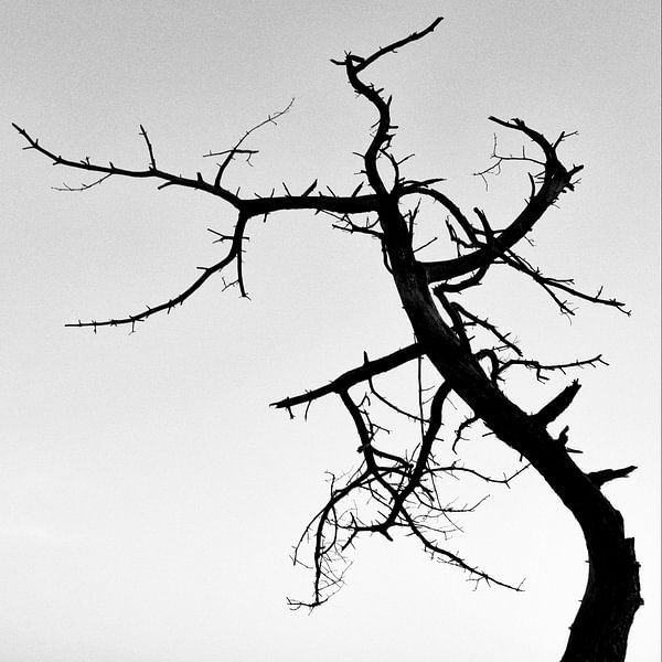 Dancing Tree van Martijn Schruijer