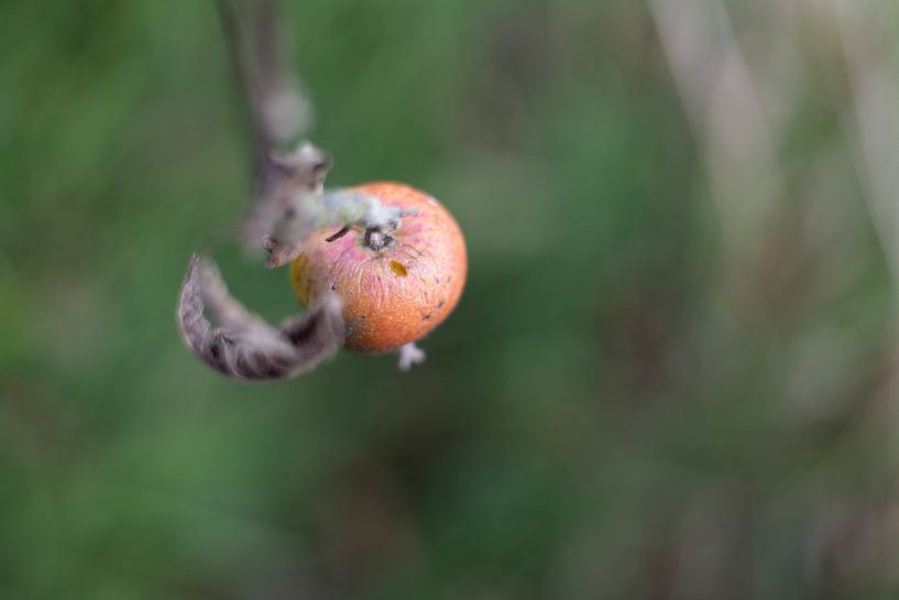 Apfel auf dem Baum von Rominique Kea