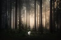 Nebliger Sonnenaufgang