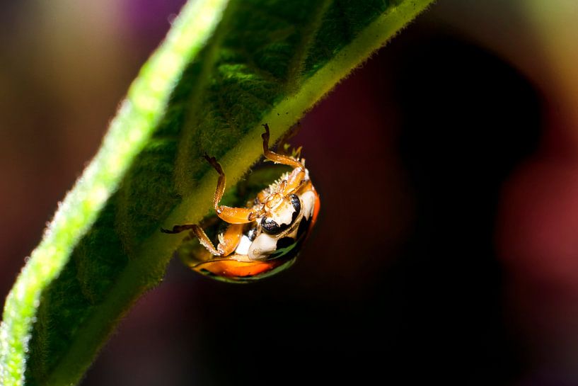 à l'envers par Dominique van Ojik