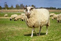 Drenthe heath sheep