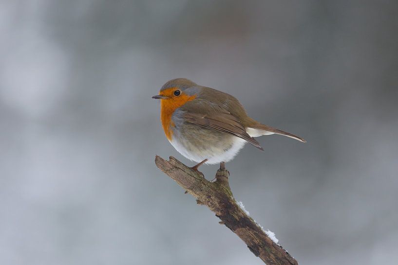 Winter in the Netherlands, Robin in the snow by Eric Wander