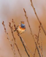 Bluethroat, Haagse Beemden, warm portrait standing