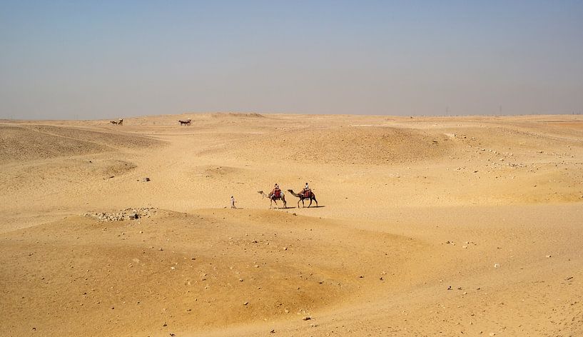 Camels in the Sahara desert by Animaflora PicsStock