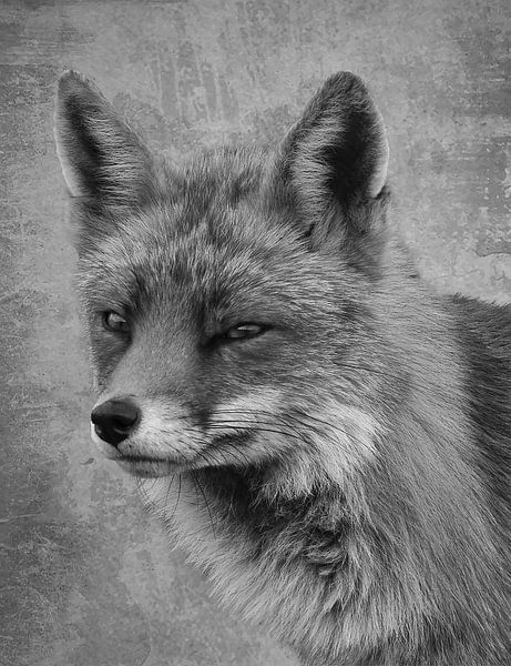 Portrait de renard en noir et blanc par By Marjolein Design
