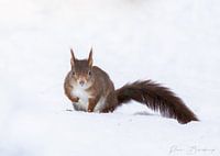 Superman Eichhörnchen im Schnee