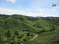 Cameron Highlands - Malaysia
