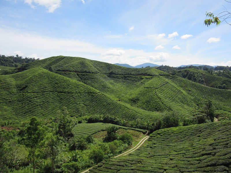 Cameron Highlands - Malaysia by Fotograaf Jelle
