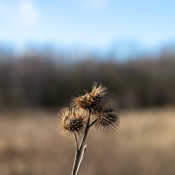 Der Klit von Max van Veghel