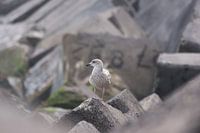 Meeuw op wacht op pier van Ijmuiden