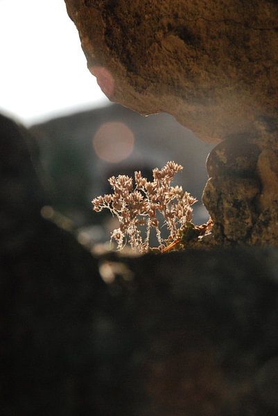 Rocky von Sébastien Daniels