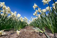 Bollenveld - Narcissen