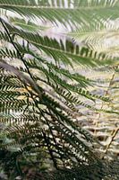 Segeln im botanischen Garten von Amsterdam