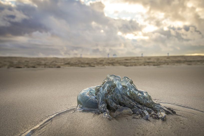 Kwal von Dirk van Egmond