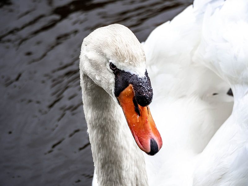 Cygne par Stijn Cleynhens