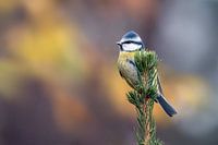Mésange bleue au sommet d'un pin