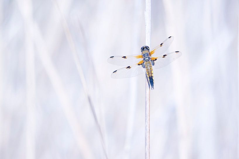 Square spot by Sander Meertins