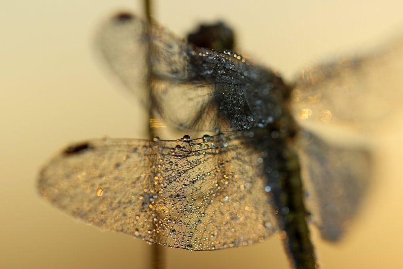 Goldene Libelle von Nienke Castelijns