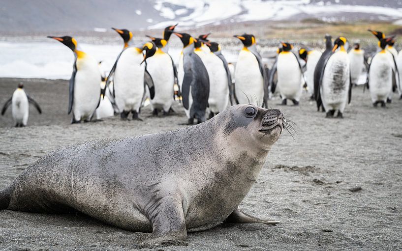 Kuriose Begegnung auf Südgeorgien von Nanda Bussers