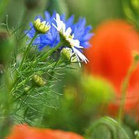 Mohn-Studien-003-101-3535