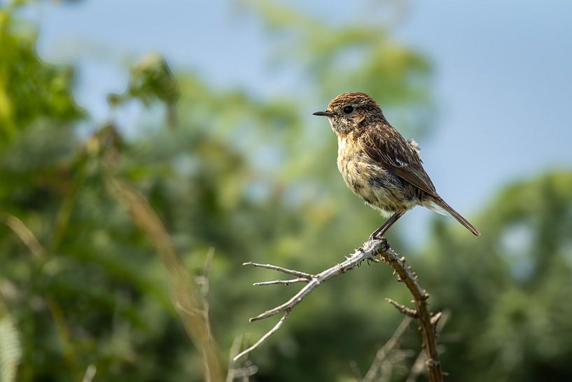 Stonechat female by SchumacherFotografie