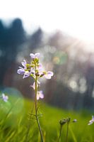 Pinsterbloem badend in het zonlicht