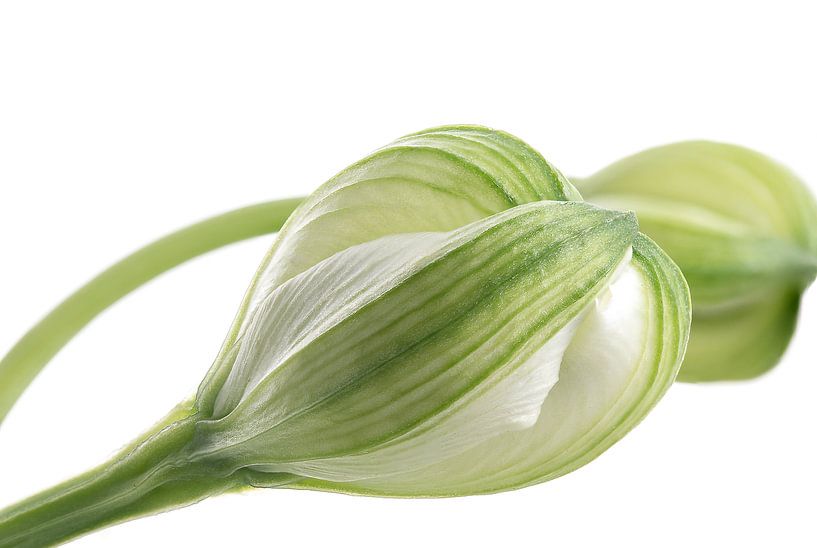 Alstroemeria weiß von Tanja van Beuningen