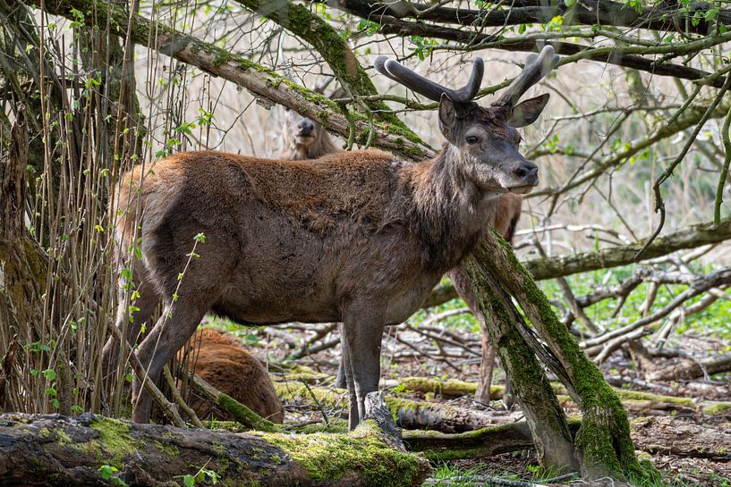 Le cerf rouge par Merijn Loch
