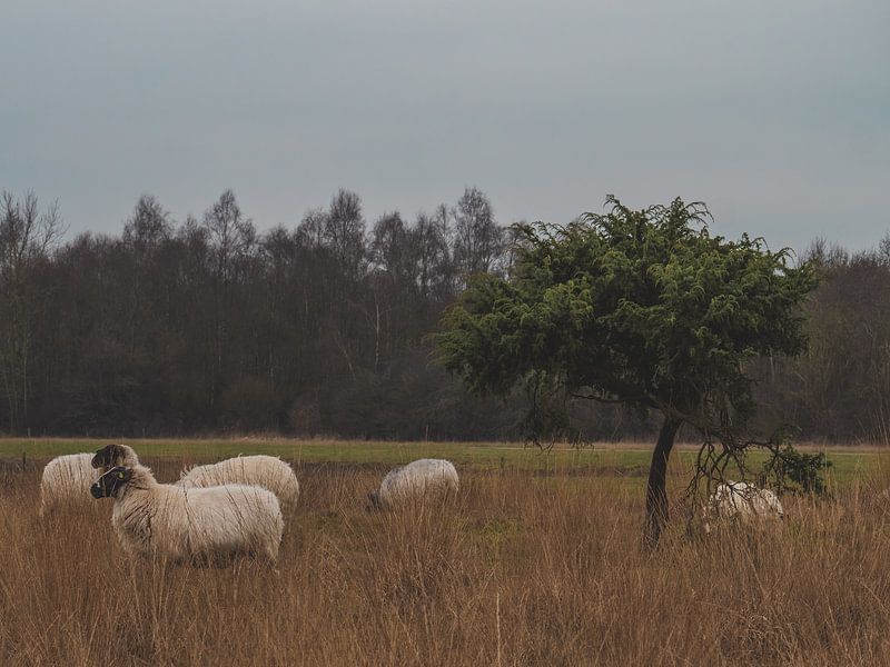 Heidschnucken von snippefotografie