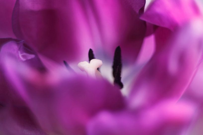 Aus der Nähe... von LHJB Photography