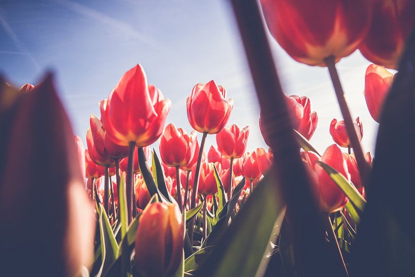 Vue à travers un champ de tulipes rouges par Fotografiecor .nl