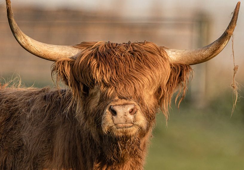 young highlander head by natascha verbij