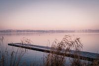 A jetty behind the reeds