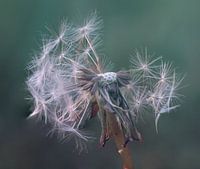 Dandelion fluff