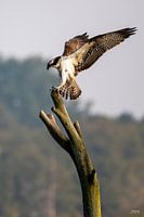 osprey stretches wings