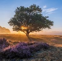 Sonnenaufgang im Moor