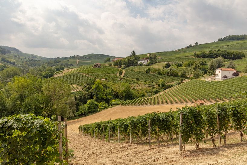 Collines du Piémont avec vignobles par Joost Adriaanse