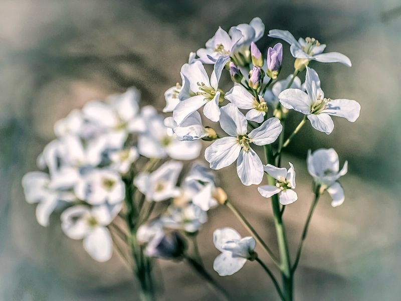 Pentecostal by Harrie van der Meer