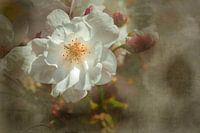Fleurs de cerisier dans le jardin