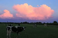 Koeien bij zonsondergang