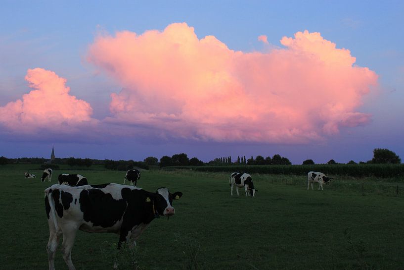 Koeien bij zonsondergang von Berlinda Kers