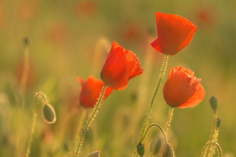 Poppy field van Ilya Korzelius